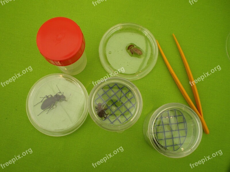 Insects Experience Box-magnifying Glass Mesofauna Free Photos