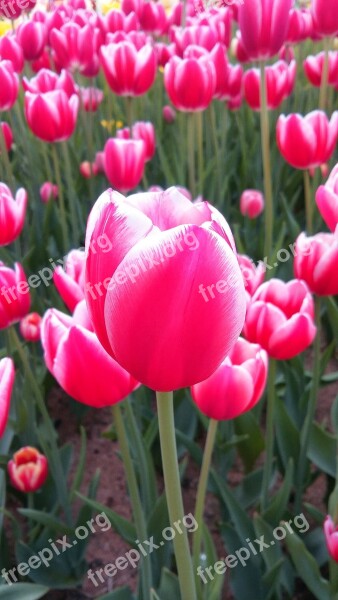 Tulip Flowers Nature Flower Plants