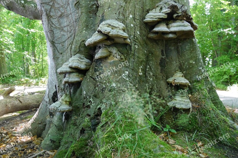 Tree Fungus Tree Tree Mushroom Free Photos