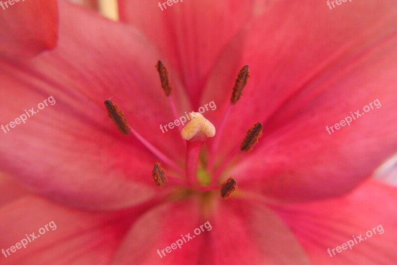 Lilies Flowers Red Flower Stamp Free Photos