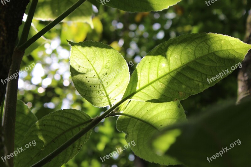 Leaves Sun Life Ray Of Light Branch