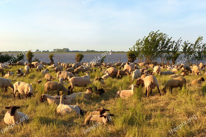 Animal Sheep Ovillus Flock Of Sheep Dike