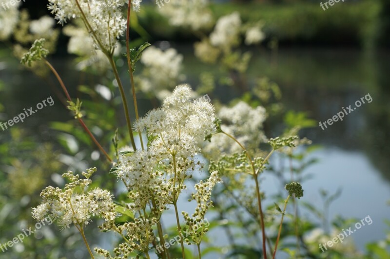 Danube River Plant Water Spring