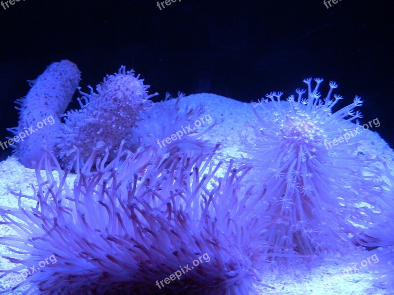 Sea Anemone Aquarium Sumida Aquarium Tokyo Solamachi Tokyo