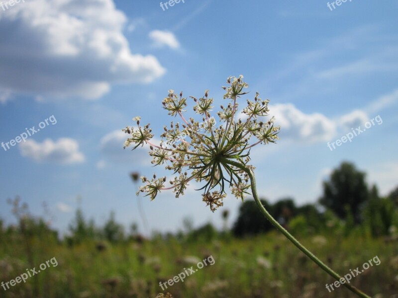 Carota Daucus Flora Botany Flower Bloom