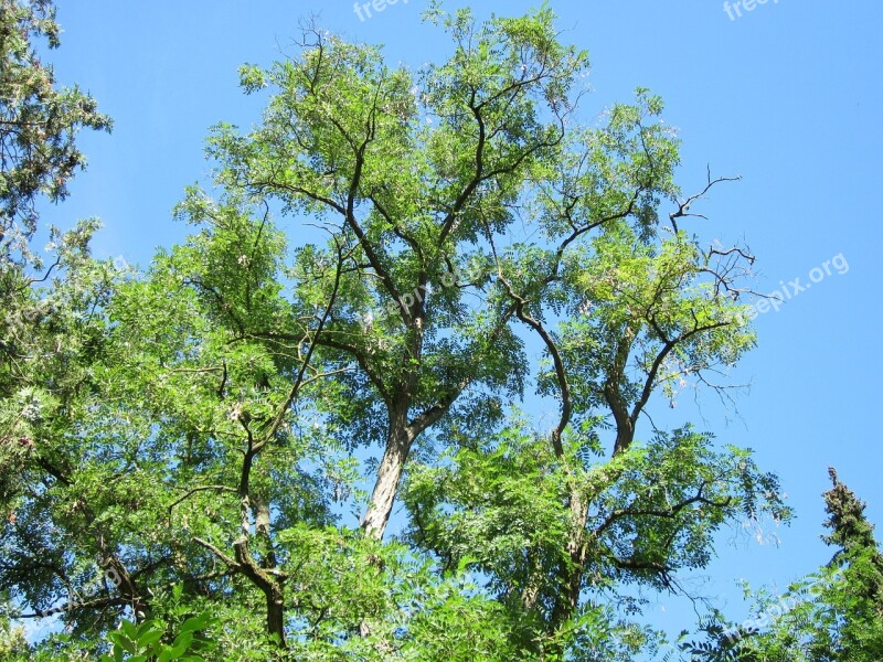 Robinia Pseudoacacia Black Locust False Acacia Tree Flora