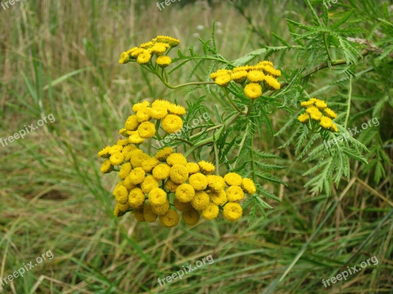 Tanacetum Vulgare Tansy Flower Flora Botany