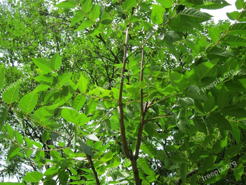 Ailanthus Altissima Tree Of Heaven Flora Botany Invasive