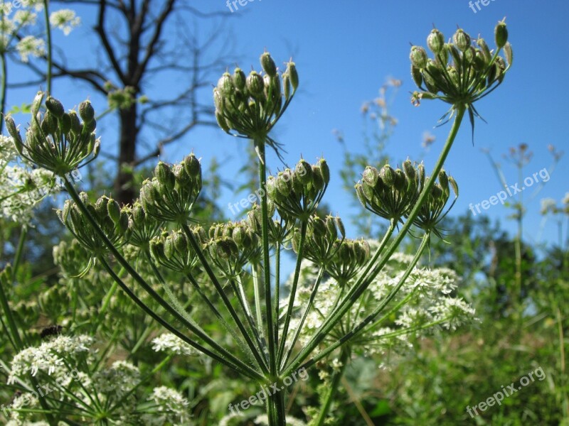 Apiaceae Hercaleum Hogweed Cow Parsnip Flora Botany