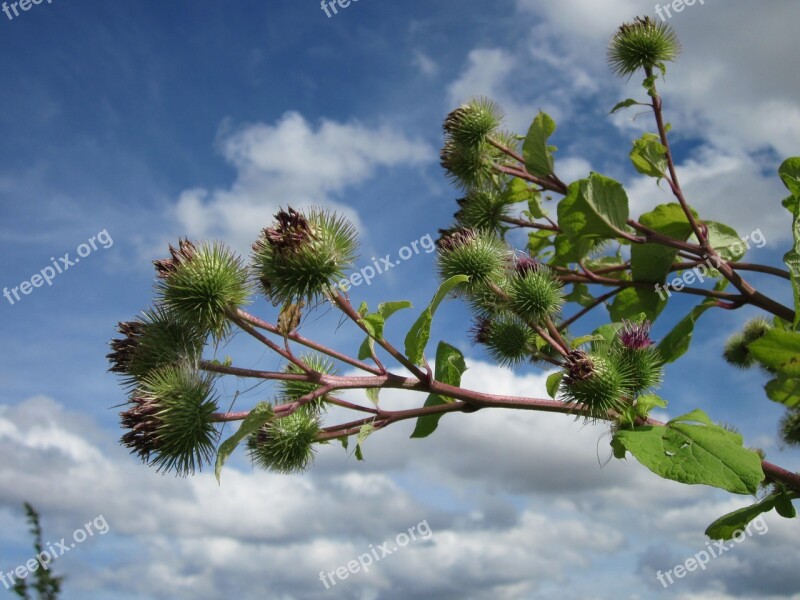 Arctium Lappa Burdock Burr Plant Flora