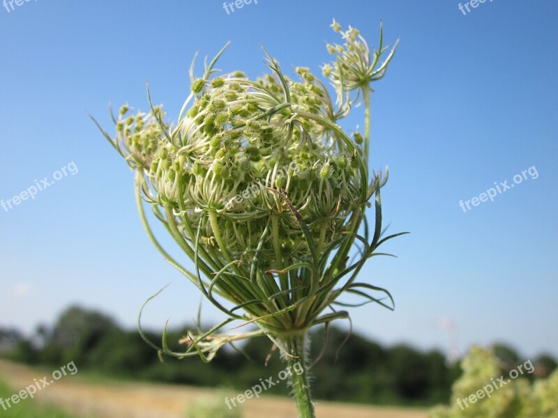 Daucus Carota Wild Carrot Bird's Nest Wildflower Flora