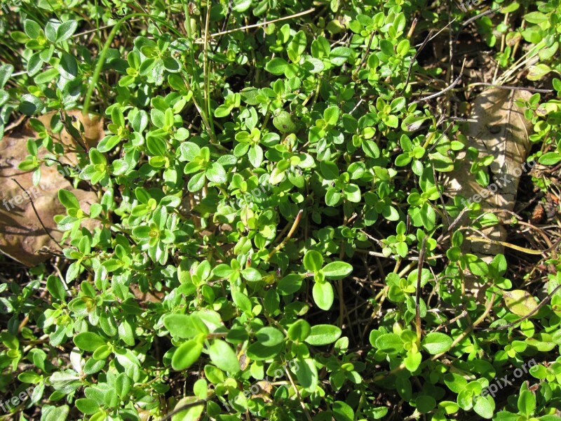 Thymus Pulegioides Broad-leaved Thyme Lemon Thyme Flora Botany