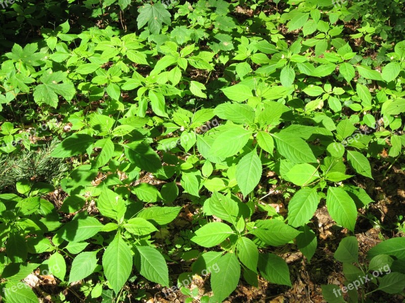 Impatiens Jewelweed Touch-me-not Wildflower Botany