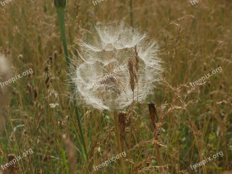 Tragopogon Dubius Yellow Salsify Goatsbeard Flora Head