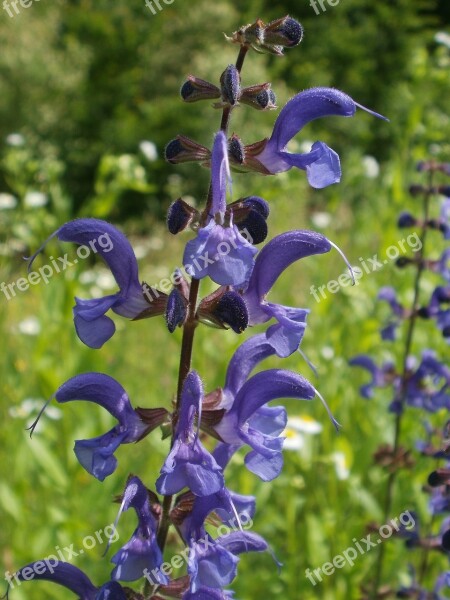 Salvia Pratensis Lamiaceae Meadow Sage Meadow Clary Introduced Sage