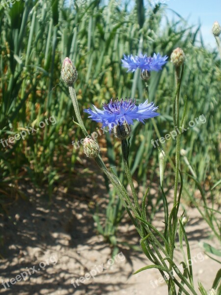 Centaurea Cyanus Cornflower Wildflower Botany Species