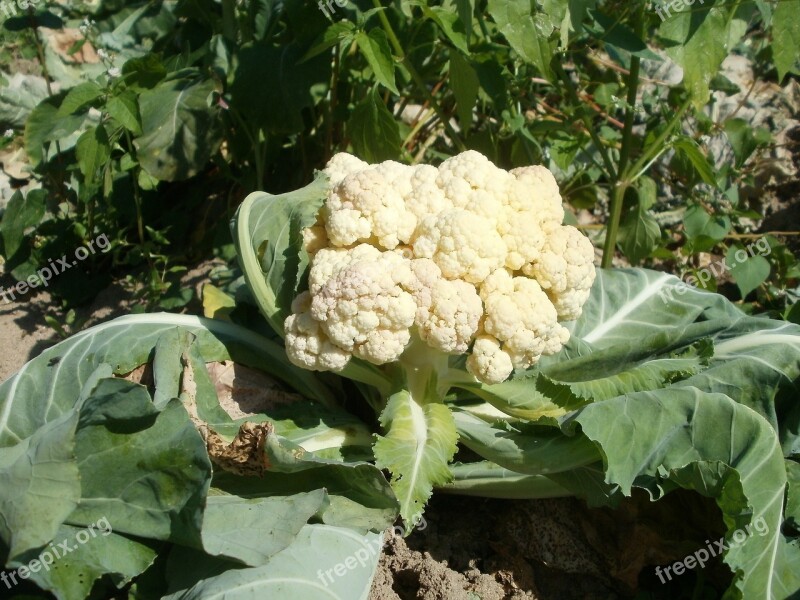 Cauliflower Field Food Vegetable Healthy