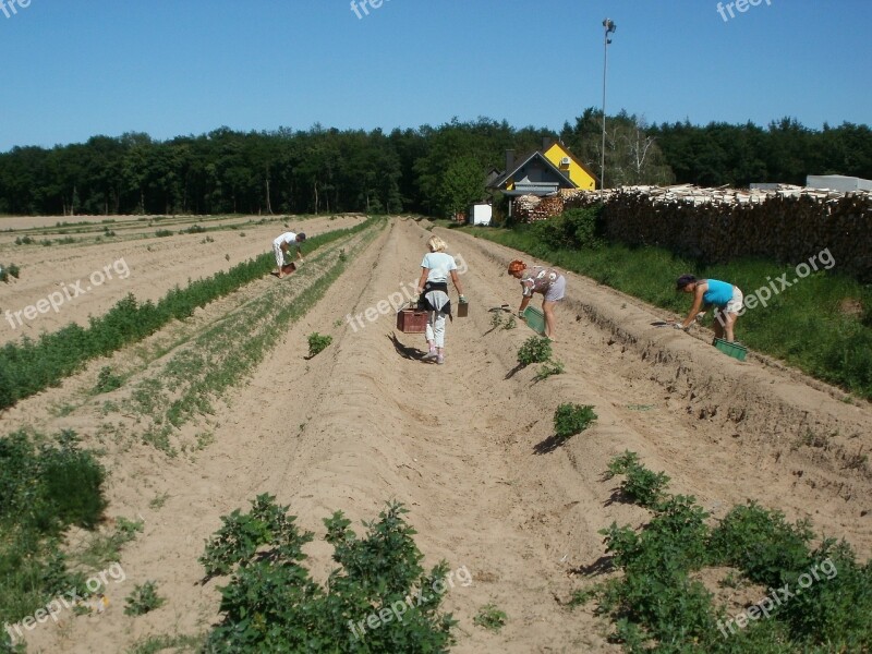 Schwetzingen Asparagus Harvest Field Vegetable