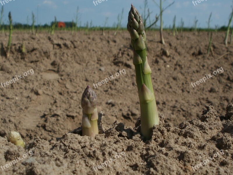 Asparagus Field Agriculture Growth Crop