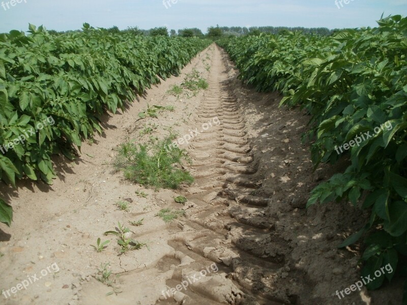 Reilingen Potato Field Agriculture Food