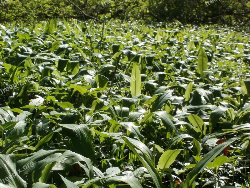 Allium Ursinum Bear-garlic Wild Food Green