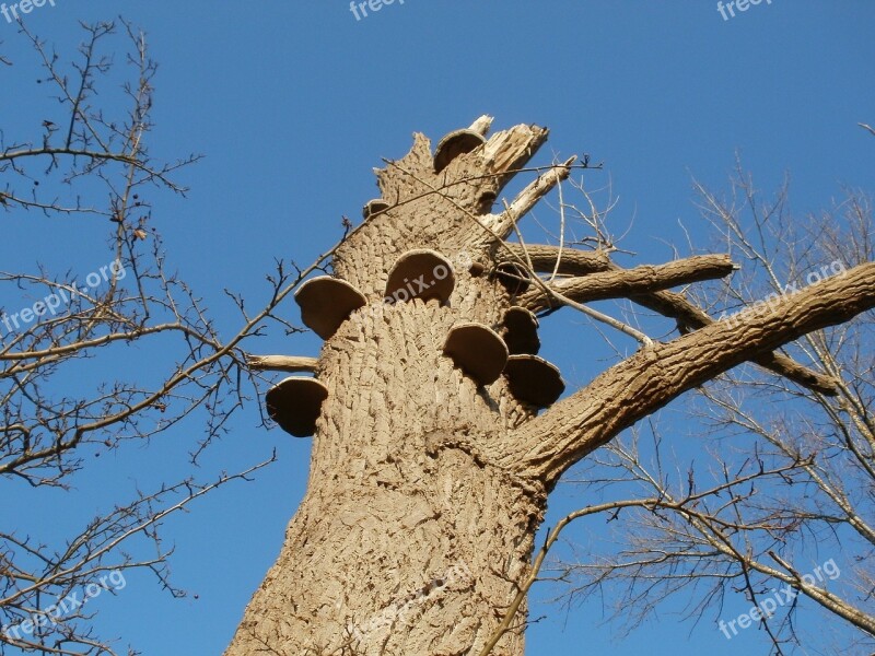 Cottonwood Silz Populus Canadensis Poplar