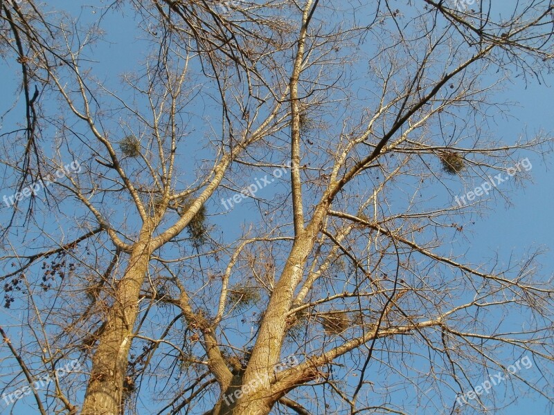 Cottonwood Silz Populus Canadensis Poplar