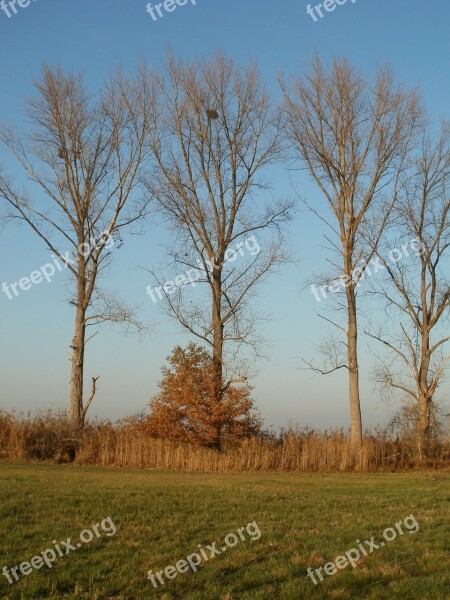 Cottonwood Poplar Trees Populus Canadensis