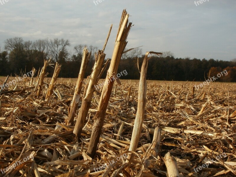 Harvested Field Corn Maize Stalks