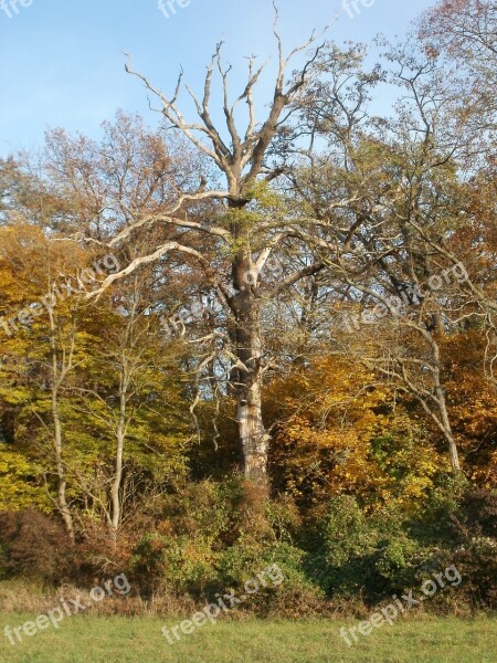 Old Tree Majestic Forest Wood