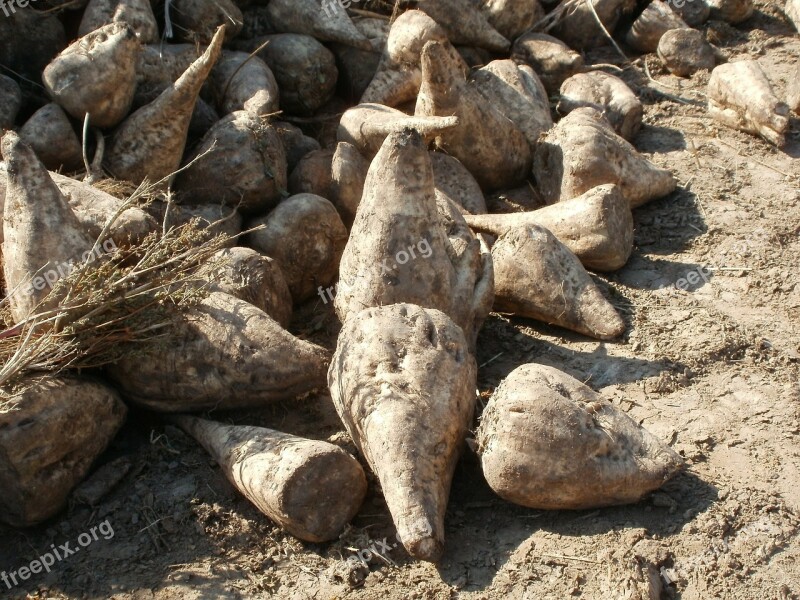 Sugar Beet Harvest Agriculture Crop Field