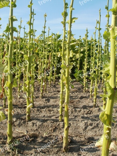 Tobacco Plants Plantation Harvested Agriculture