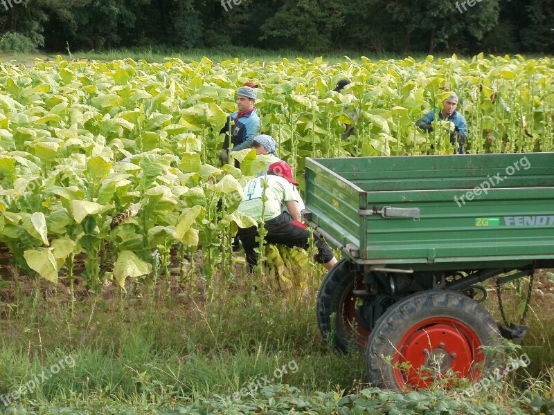 Tobacco Harvest August Agriculture Leaves