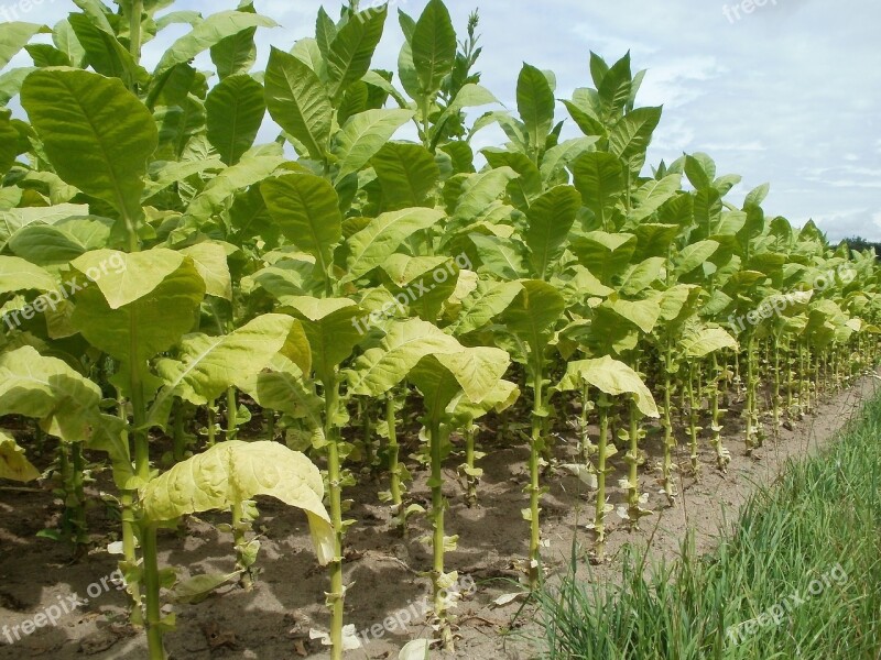 Tobacco Field Leaves Plantation Agriculture