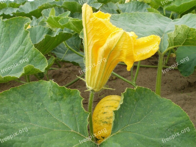 Pumpkin Fields Food Vegetable Harvest