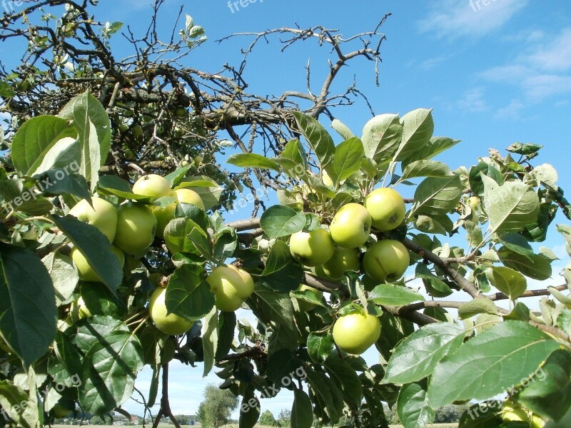 Apple Trees Orchards Nature Green