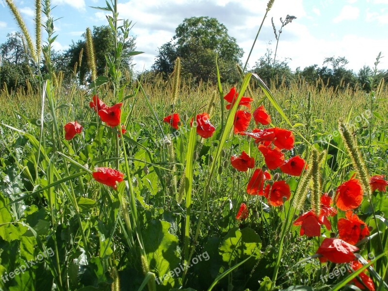 Poppy Meadow Papaver Flower Field