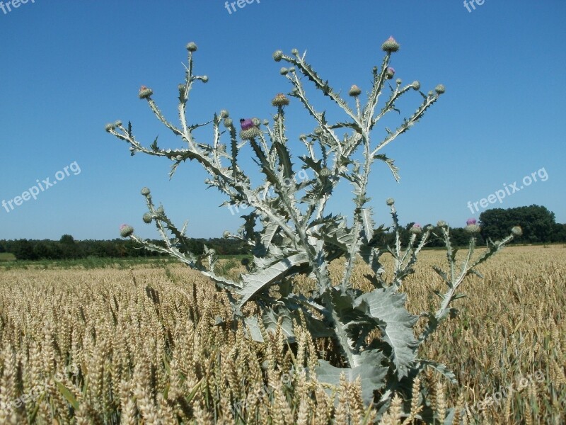 Thistle Onopordum Acanthium Plant Flower Nature