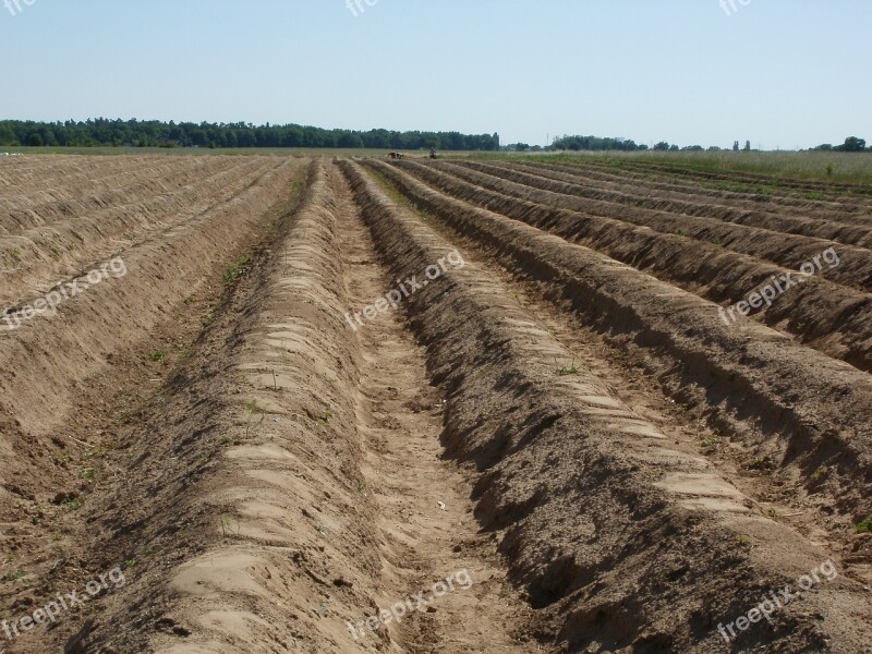 Fields Asparagus Food Vegetable Agriculture