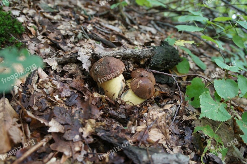 Dubáky Wild Mushrooms Forest Free Photos