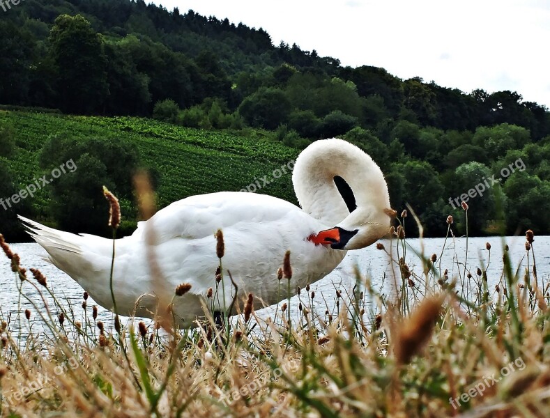 Swan Water Swans Grass Lake