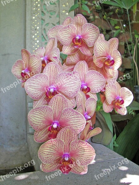 Orchids Pink Orchids Botanical Free Photos