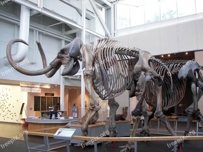 Woolly Mammoth Prehistoric Free Photos