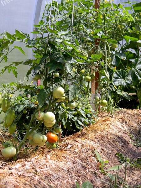 Greenhouse Tomatoes Nutrition Food Vegetarianism