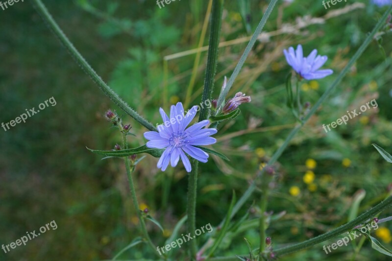 Chicory Flower Blue Meadow Green