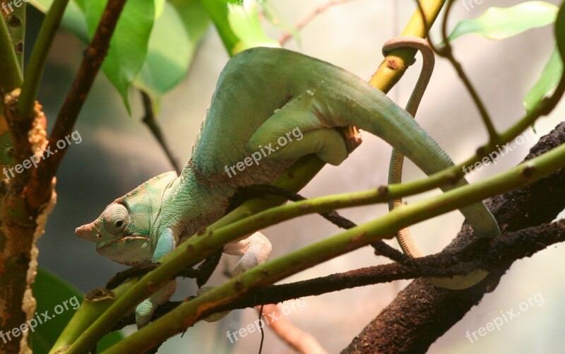 Two Banded Chameleon Zoo Furcifer Balteatus Madagascar Wildlife