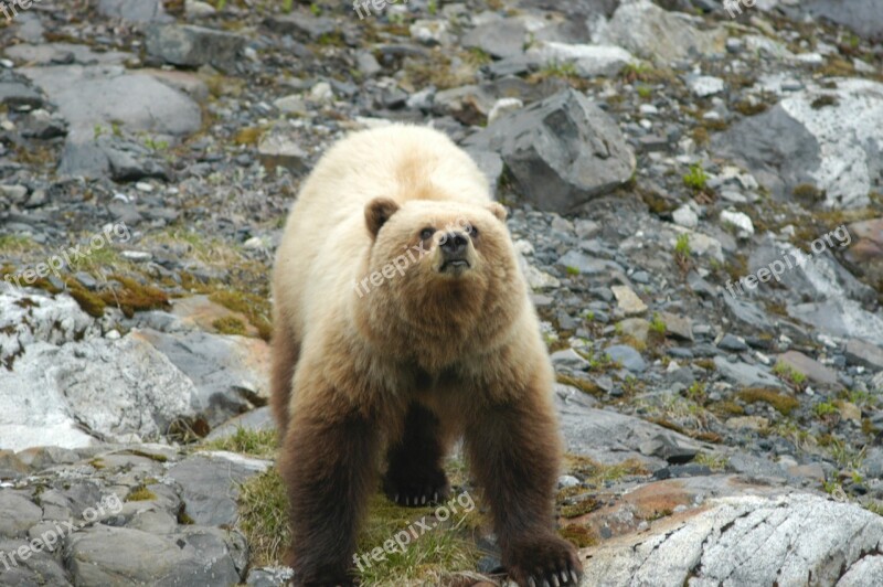 Bear Adult Brown Portrait Wildlife