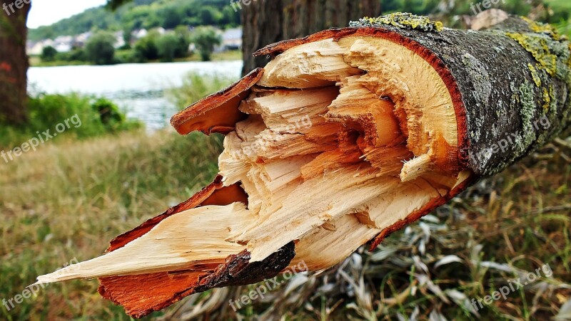 Tree Konar Broken Tree Trunk Nature