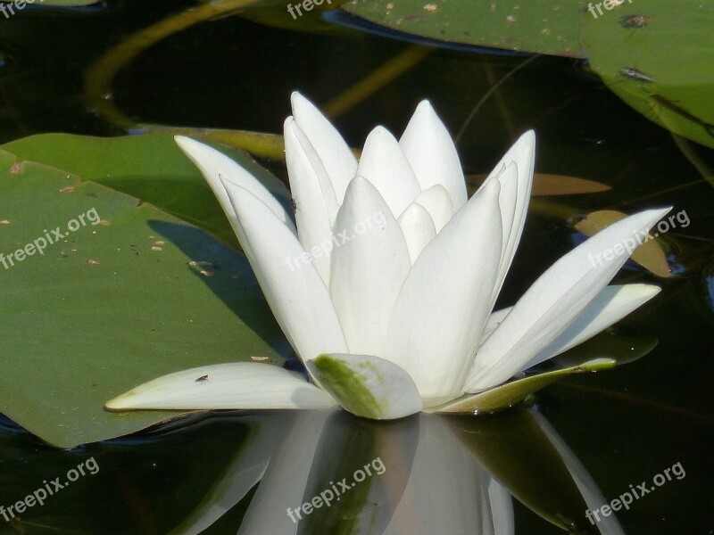 Water Lily White Leaf Water Dust