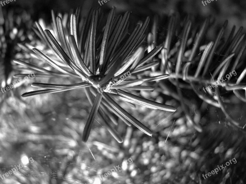 Tannenzweig Nature Fir Tree Tree Close Up